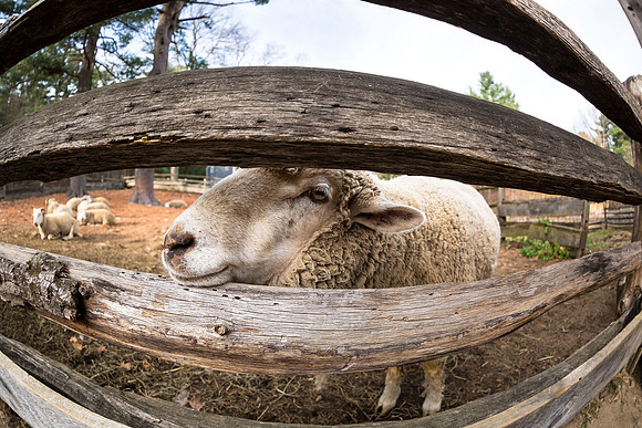 A Sheepish Grin