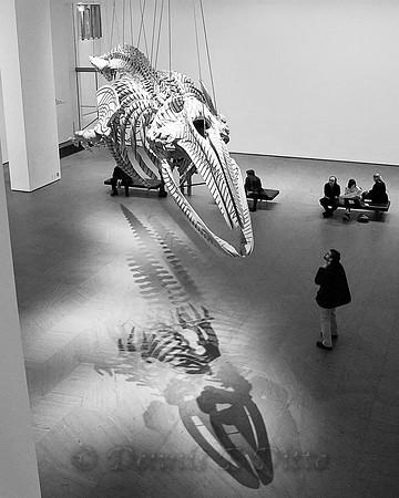 MoMA Dino